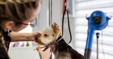 pexels-goochie-poochie-19145885